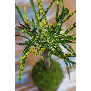 Kokedama magnet tongariro