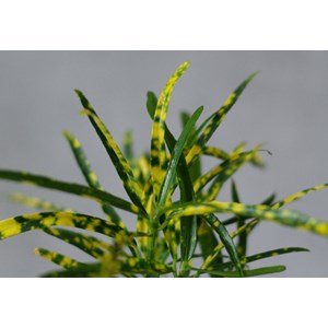 Kokedama magnet tongariro