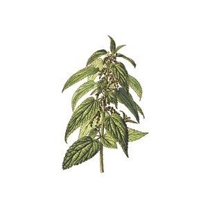 Ortie bio feuille et tige 40g