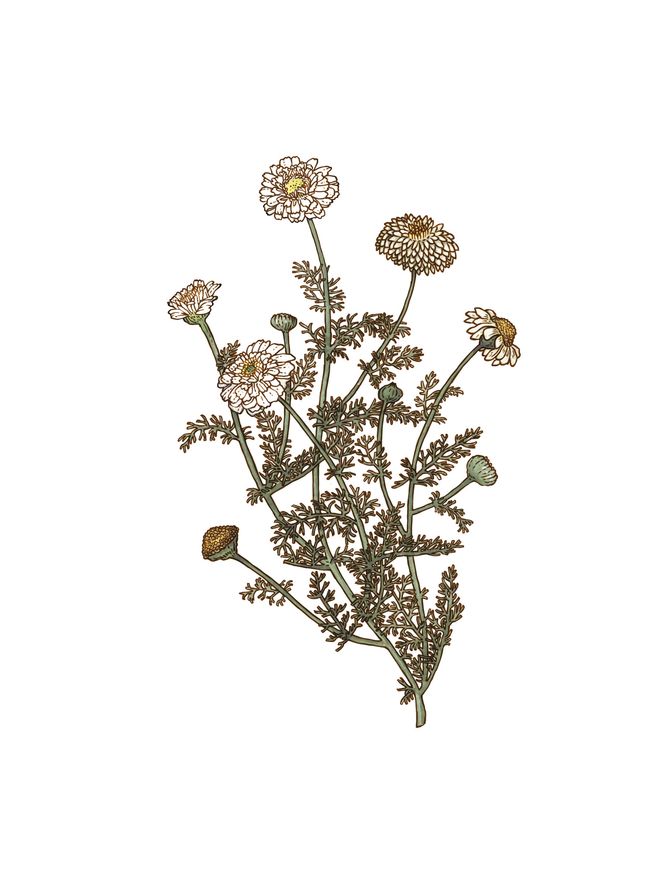 Camomille romaine fleurs bio 20 gr - L'Herbier de France