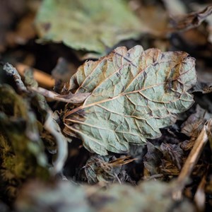 Melisse bio feuille france 25g