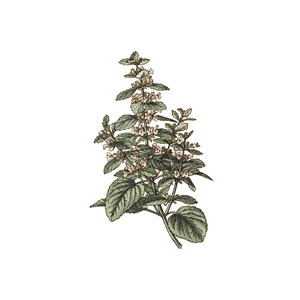 Melisse bio feuille france 25g