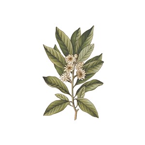 Badiane bio fruit 40g