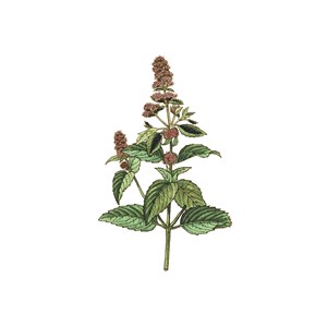 Menthe poivree bio feuille france 25g