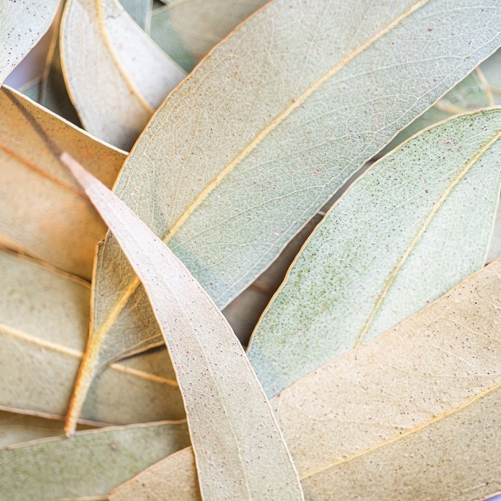 Des traces d'or découvertes sur les feuilles d'eucalyptus ! - Geek et Bio