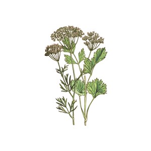 Anis vert bio semence 100g