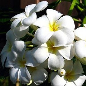 Caesalpinia gilliesii