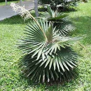 Coccothrinax argentea