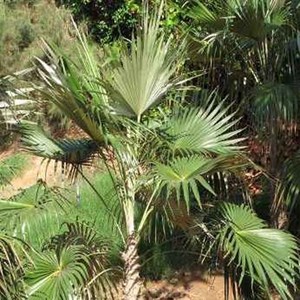 Coccothrinax macroglossa