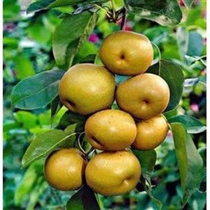 Psidium guajava ""roja""