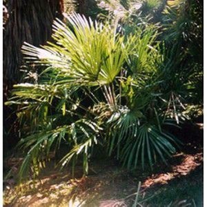 Rhapidophyllum hystrix