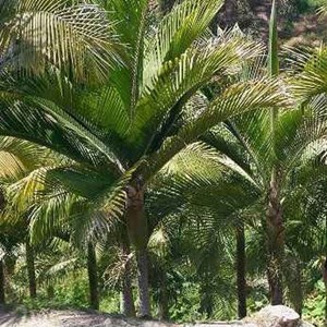 Rhapis excelsa
