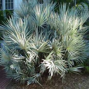 Serenoa repens