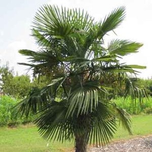 Trachycarpus latisectus