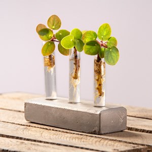 Vases en tube à essai socle en béton