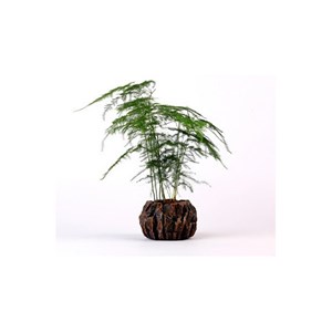 Mini-jardin en lévitation rockgarden