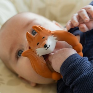 Anneau de dentition renard