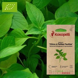Basilic citron à petites feuilles- grain