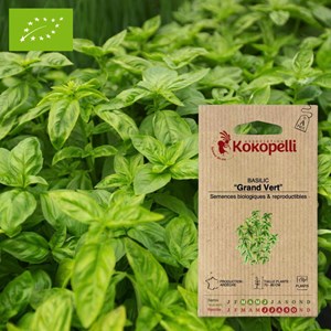 Basilic grand vert- graines bio à semer
