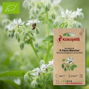 Bourrache à fleurs blanches- graines bio