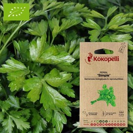 Persil simple- graines bio à semer