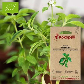 Basilic tulsi kali- graines bio à semer