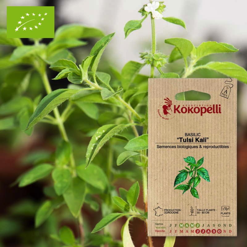 Basilic tulsi kali- graines bio à semer