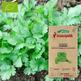 Coriandre cultivée- graines bio à semer