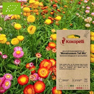 Immortelle à bractée monstruosum tall mi