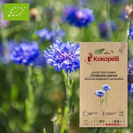 Bleuet des champs- graines bio à semer