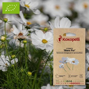 Cosmos blanc pur- graines bio à semer