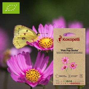 Cosmos pink pop socks- graines bio à sem