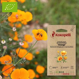 Coquelicot de californie orange- graines