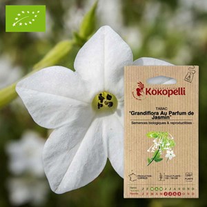 Tabac grandiflora au parfum de jasmin- g