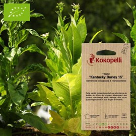 Tabac kentucky burley 15- graines bio à