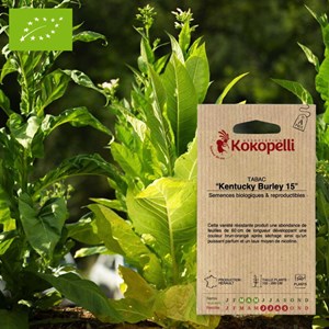 Tabac kentucky burley 15- graines bio à