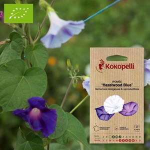 Ipomée hazelwood blue- graines bio à sem