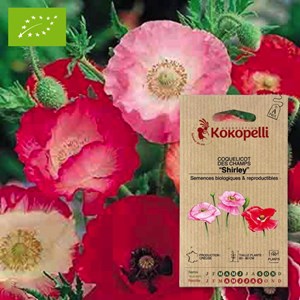 Coquelicot shirley- graines bio à semer
