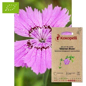 Œillet de chine siberian blues- graines