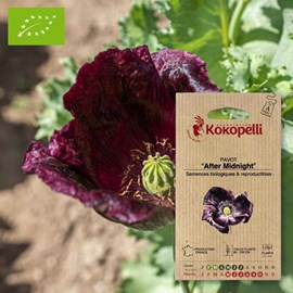 Pavot after midnight- graines bio à seme