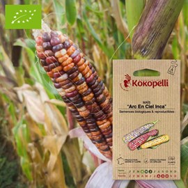 Maïs arc en ciel inca- graines bio à sem