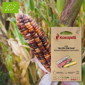 Maïs arc en ciel inca- graines bio à sem