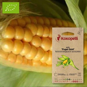 Maïs puget gold- graines bio à semer