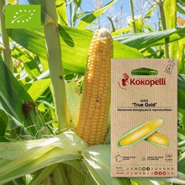 Maïs true gold- graines bio à semer