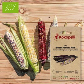Maïs sweet painted hills- graines bio à