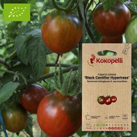 Tomate-cerise black centiflor hypertress
