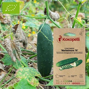 Concombre marketmore 76- graines bio à s
