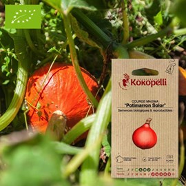 Potimarron solor- graines bio à semer