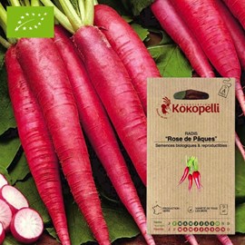 Radis rose de pâques- graines bio à seme