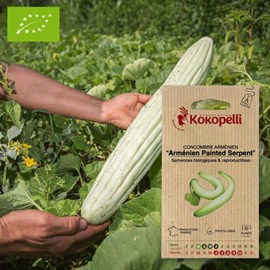 Concombre arménien painted serpent- grai